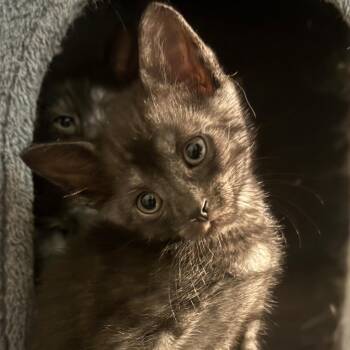 Aristotle -  Domestic Short Hair Cat for Adoption in Fort Worth, Texas - Aristotle | PetCurious