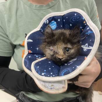 Jill -  Domestic Medium Hair and American Curl Cat for Adoption in Binghamton, New York - Jill | PetCurious