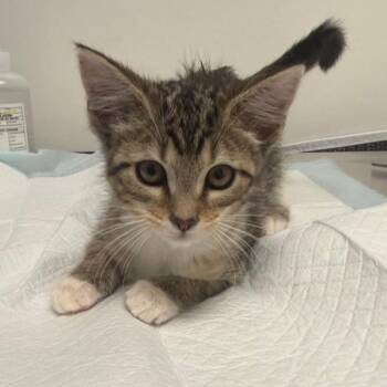 Lucinda -  Domestic Short Hair Cat for Adoption in Nashville, Tennessee - Lucinda | PetCurious