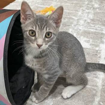 Domestic Short Hair Cats Available for Adoption in Irvine, California - Sadie | PetCurious