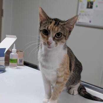 Lizzy -  Domestic Short Hair Cat for Adoption in Canton, Illinois - Lizzy | PetCurious