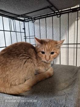 Rescue American Shorthair Cats for Adoption in Thompson Falls, Montana - Marigold | PetCurious