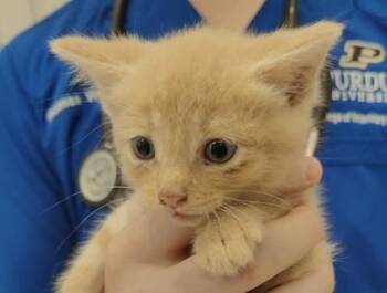 Knox (purple collar) -  Domestic Medium Hair and Domestic Short Hair Cat for Adoption in Lafayette, Indiana - Knox (purple Collar) | PetCurious