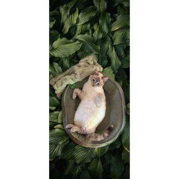 Domestic Short Hair Cats Available for Adoption - Smokey XXXXVIII | PetCurious