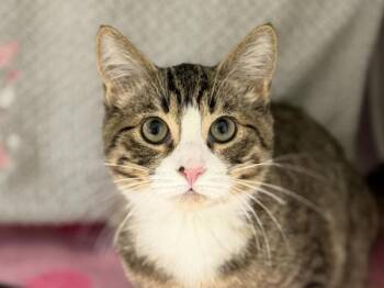 Judah -  Domestic Short Hair Cat for Adoption in Portland, Oregon - Judah | PetCurious