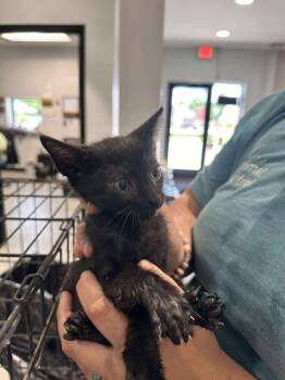 Rescue Domestic Short Hair Cats for Adoption in Republic, Missouri - 2025-0489 | PetCurious