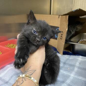 Rescue Domestic Short Hair Cats for Adoption in Windsor, Virginia - Gemma | PetCurious