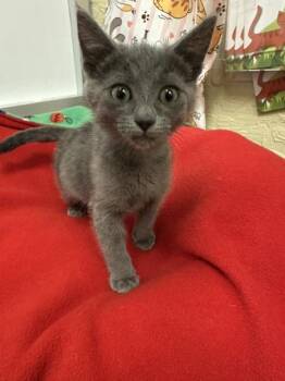 Copy -  Russian Blue Cat for Adoption in Parlier, California - Copy | PetCurious