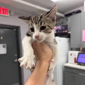 Little Boy -  Domestic Short Hair Cat for Adoption in Port Charlotte, Florida - Little Boy | PetCurious