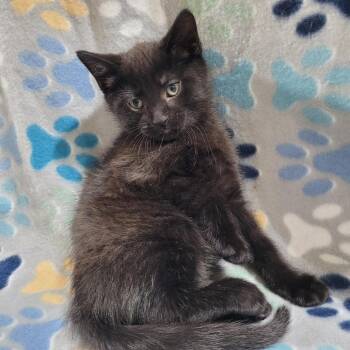 Onyx -  Domestic Short Hair Cat for Adoption in Traverse City, Michigan - Onyx | PetCurious