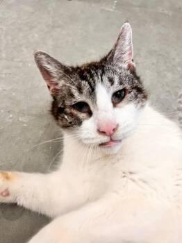 Domestic Short Hair Cats Available for Adoption - Jimmy | PetCurious