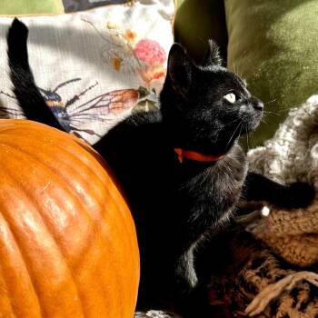 Rescue Domestic Short Hair Cats for Adoption in Saugerties, New York - Daria | PetCurious