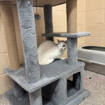 "One Eyed" Willy -  Domestic Short Hair Cat for Adoption in Washington, Utah - "One Eyed" Willy | PetCurious