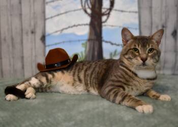 Joe -  Domestic Short Hair Cat for Adoption in Roanoke, Texas - Joe | PetCurious