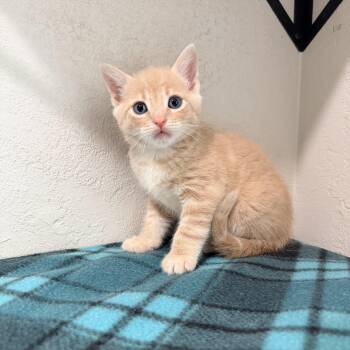 Domestic Short Hair Cats Available for Adoption in Greensboro, North Carolina - Josh | PetCurious