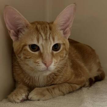 Sir Banks -  Domestic Short Hair Cat for Adoption in Dallas, Texas - Sir Banks | PetCurious