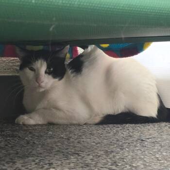 Domestic Short Hair Cats Available for Adoption in Denver, Colorado - Belma Mexico | PetCurious