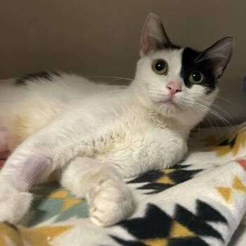 Domestic Short Hair Cats Available for Adoption - Naya | PetCurious