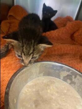 Rescue Domestic Short Hair Cats for Adoption in New Orleans, Louisiana - Radisson | PetCurious