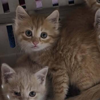 Sparrow C12403 -  Domestic Medium Hair Cat for Adoption - Sparrow C12403 | PetCurious