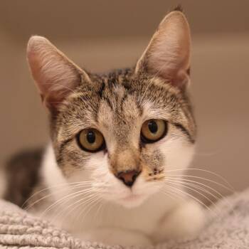 Ara -  Domestic Short Hair Cat for Adoption in Philadelphia, Pennsylvania - Ara | PetCurious