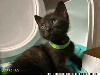 Domestic Short Hair Cats Available for Adoption in West Palm Beach, Florida - A2332460 | PetCurious
