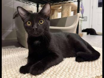Rescue Domestic Short Hair Cats for Adoption in Dover, Tennessee - Sills | PetCurious