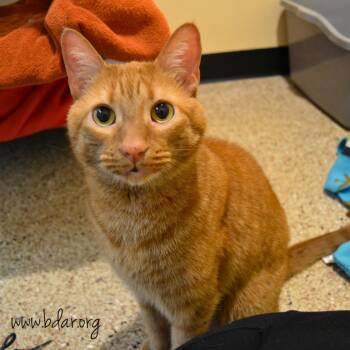 Hobbs -  Domestic Short Hair Cat for Adoption in Cheyenne, Wyoming - Hobbs | PetCurious