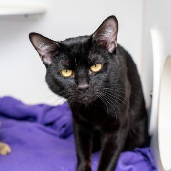 Roosevelt -  Domestic Short Hair Cat for Adoption in New York, New York - Roosevelt | PetCurious