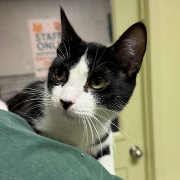 Domestic Short Hair Cats Available for Adoption in Bloomington, Illinois - Moo | PetCurious