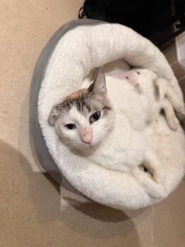 Toxo Axolotl -  Domestic Short Hair Cat for Adoption in New York, New York - Toxo Axolotl | PetCurious