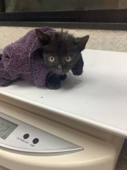 Rescue Domestic Short Hair Cats for Adoption in Fort Worth, Texas - Marty | PetCurious