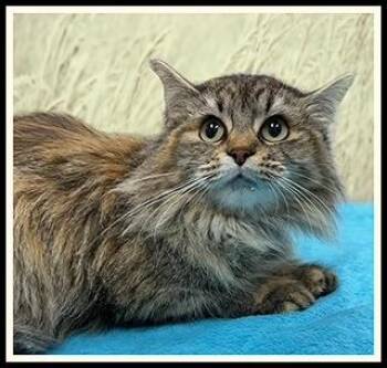 NORDY -  Domestic Long Hair Cat for Adoption in Peoria, Illinois - NORDY | PetCurious