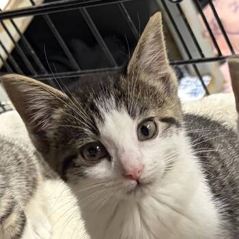 Sugar -  Domestic Short Hair Cat for Adoption - Sugar | PetCurious