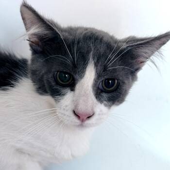 Domestic Medium Hair Cats Available for Adoption in Oakland, California - Suga | PetCurious