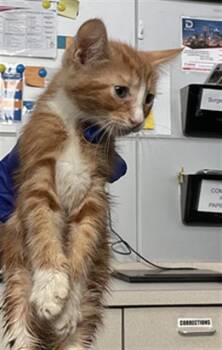 TITUS -  Domestic Short Hair Cat Available for Adoption in Dallas, Texas - TITUS | PetCurious