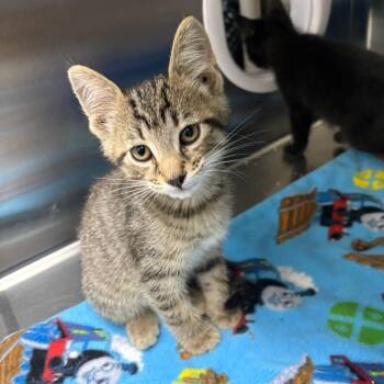 Buckskin -  Domestic Short Hair Cat for Adoption in Detroit Lakes, Minnesota - Buckskin | PetCurious