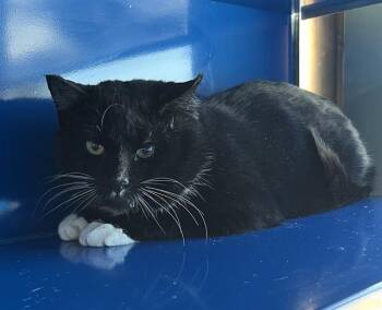 Domestic Short Hair Cats Available for Adoption - ROMEO | PetCurious