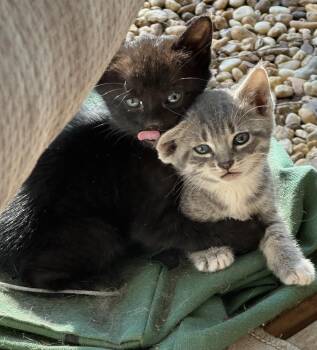 Cher -  Domestic Short Hair Cat Available for Adoption in Salisbury, North Carolina - Cher | PetCurious