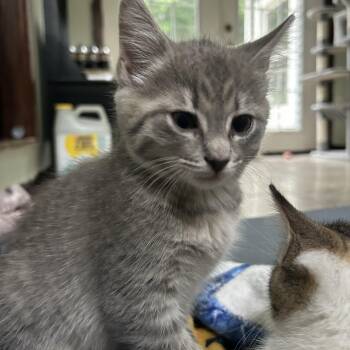 Mia -  Domestic Short Hair Cat for Adoption in New York, New York - Mia | PetCurious