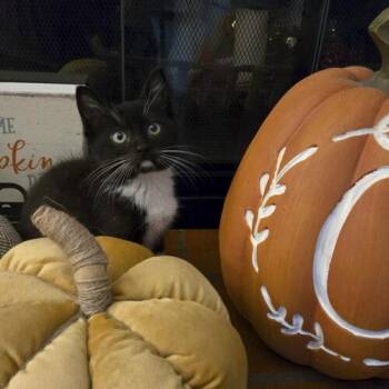 Loretta -  Domestic Short Hair Cat for Adoption in Tampa, Florida - Loretta | PetCurious