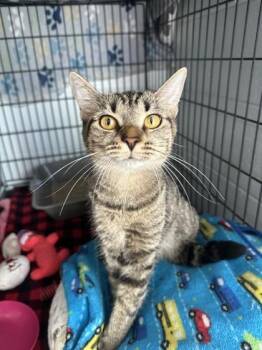 Coraline -  Domestic Short Hair Cat for Adoption in Manitowoc, Wisconsin - Coraline | PetCurious