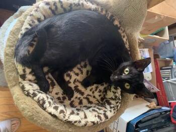 Rescue Domestic Short Hair and Siamese Cats for Adoption in Los Angeles, California - Panther  Contact Sylva | PetCurious