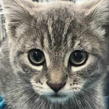 Sketch -  Domestic Short Hair Cat for Adoption in Idaho Falls, Idaho - Sketch | PetCurious