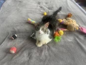 Rescue Domestic Short Hair Cats for Adoption in Sterling, Virginia - Auris | PetCurious