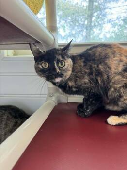 Jane -  Domestic Short Hair Cat for Adoption in Marion, Ohio - Jane | PetCurious