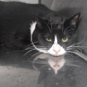 Agnes -  Domestic Short Hair Cat for Adoption in Fall River, Massachusetts - Agnes | PetCurious