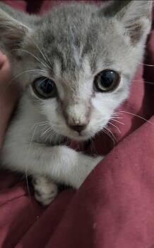 Rescue American Shorthair Cats for Adoption in Oakland Park, Florida - Larry Baby | PetCurious