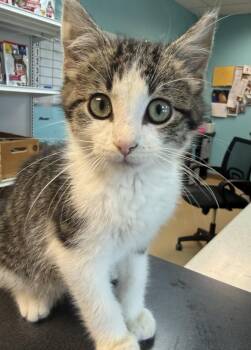 Spretzles -  Domestic Short Hair Cat for Adoption in Brookings, South Dakota - Spretzles | PetCurious