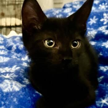 Bill -  Domestic Short Hair Cat for Adoption in Jupiter, Florida - Bill | PetCurious